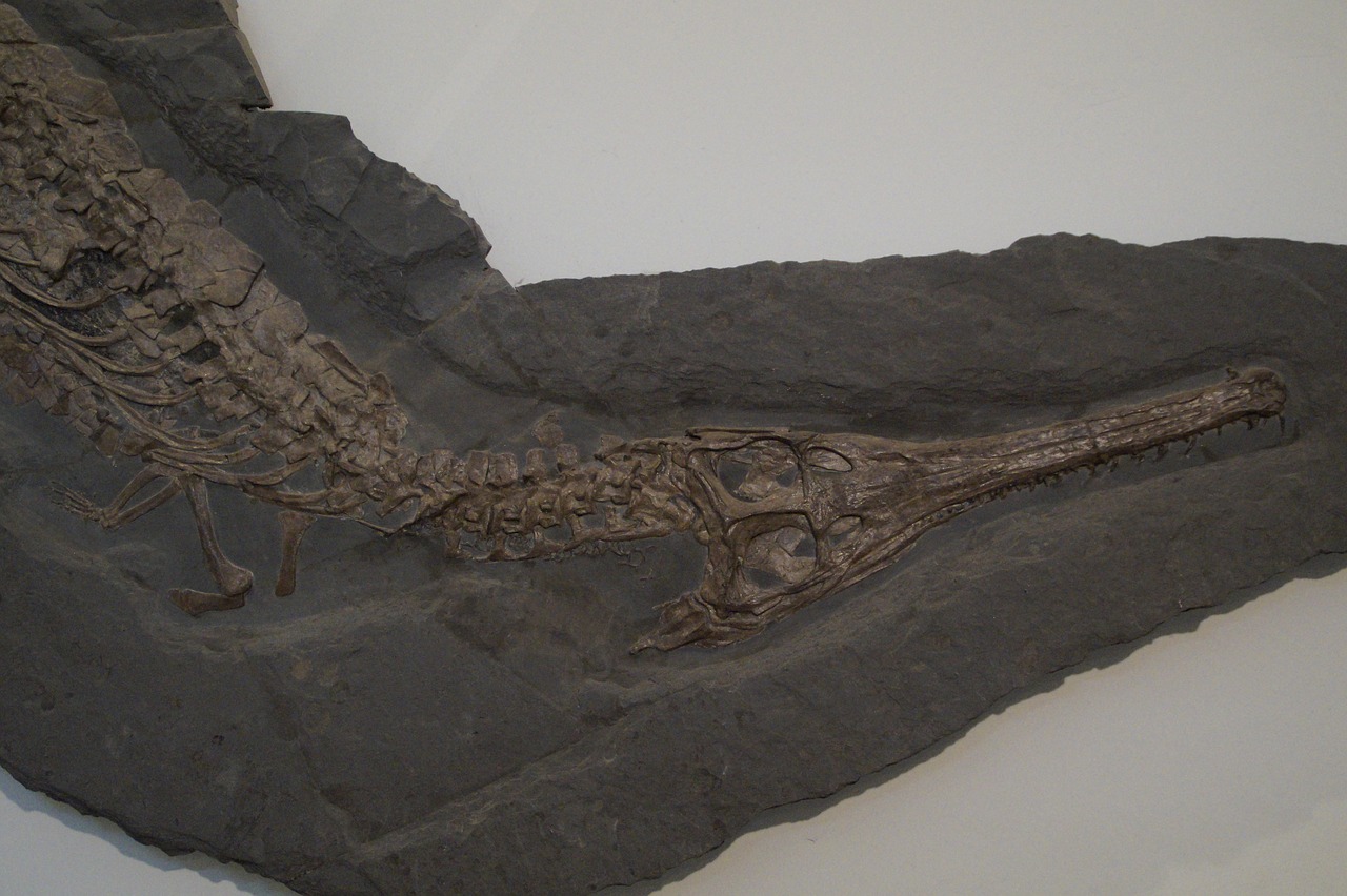 fossil crocodile skeleton free photo