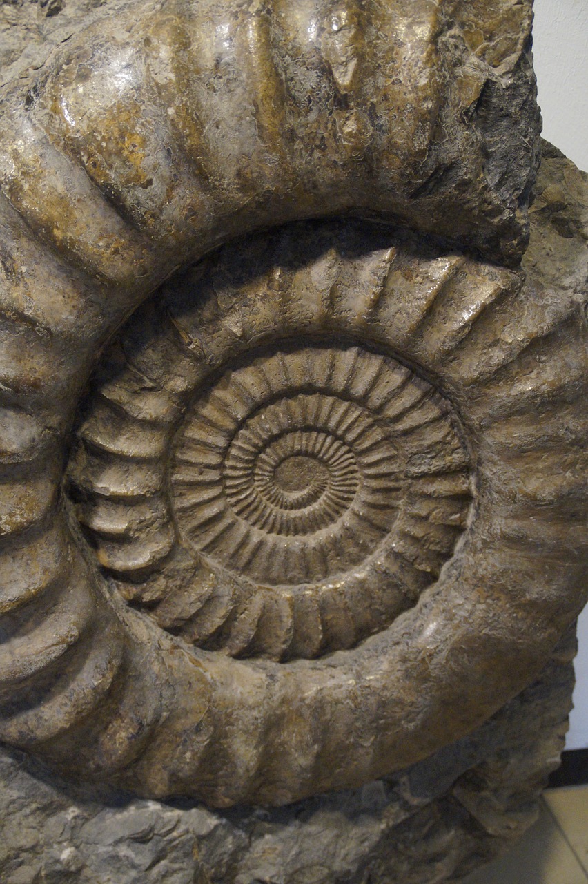 fossil snail ammonit free photo
