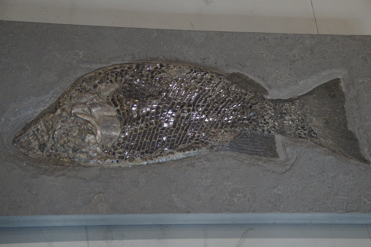fossil fossils fish free photo