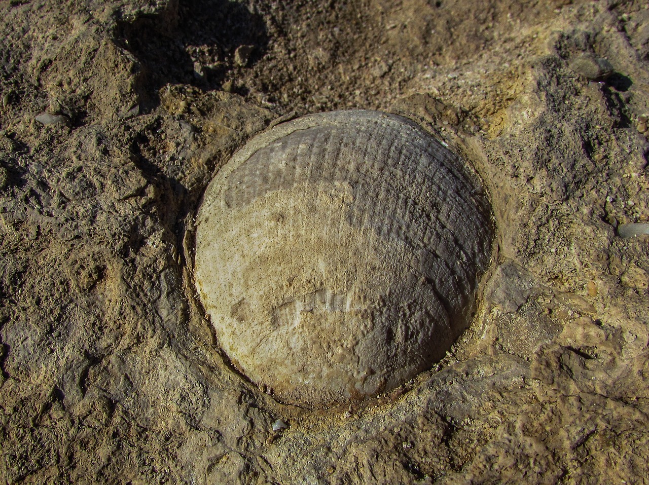 fossil shell petrified free photo