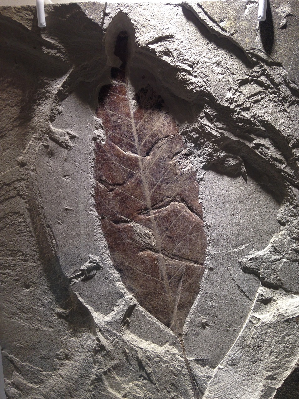 fossil leaf stone free photo