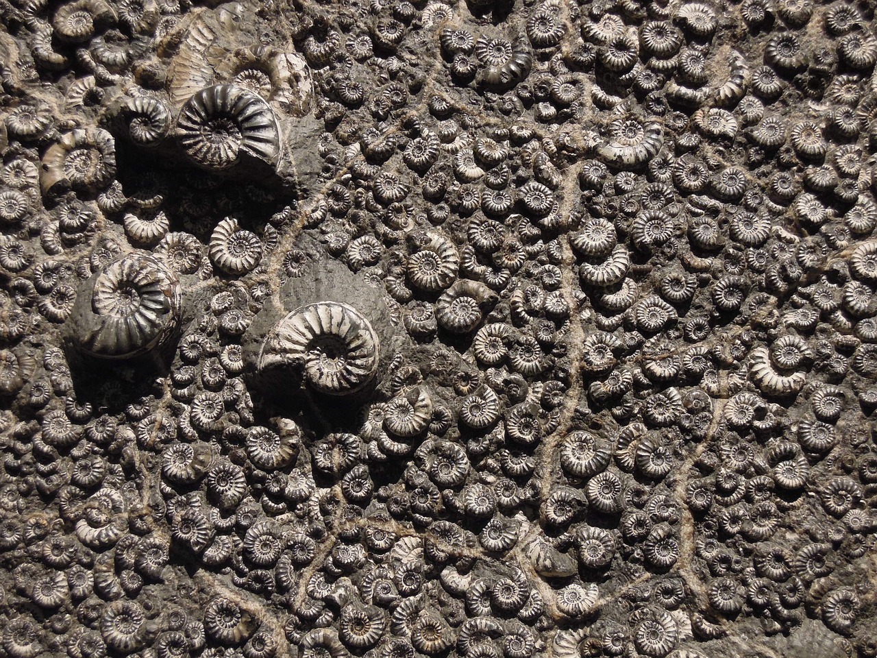 fossil museum ammonite free photo