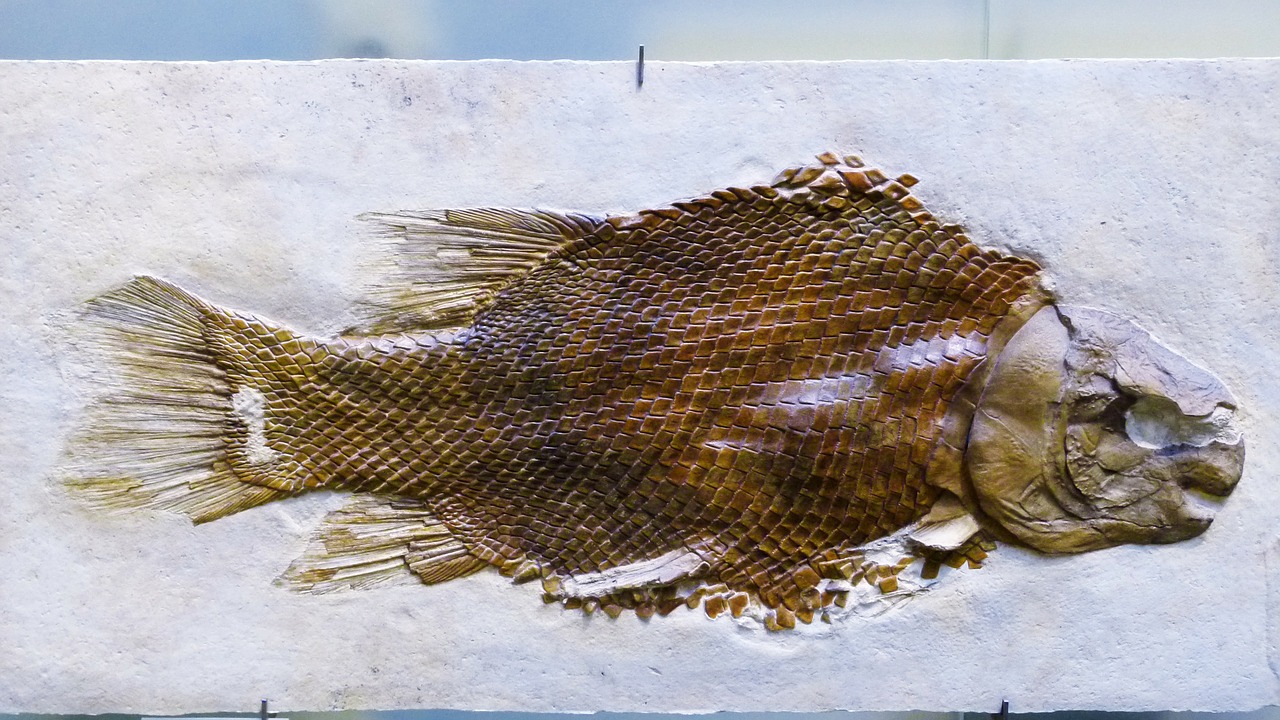 fossil petrification fish free photo