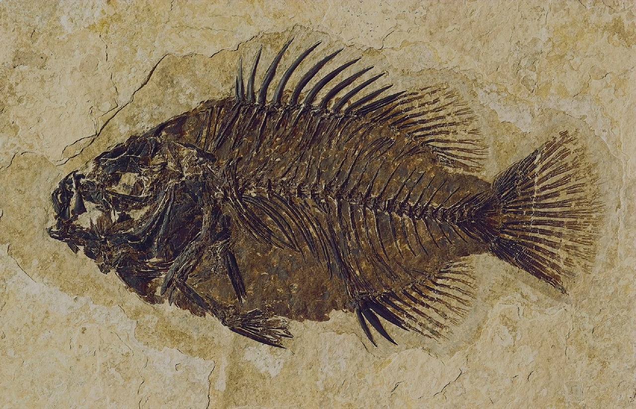 fossil fish cockerellites liops free photo