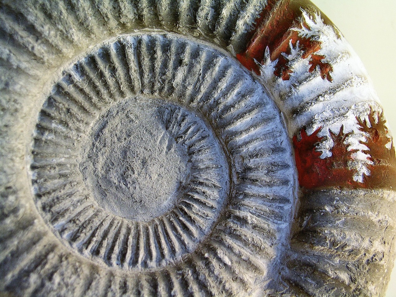 fossil art stone free photo