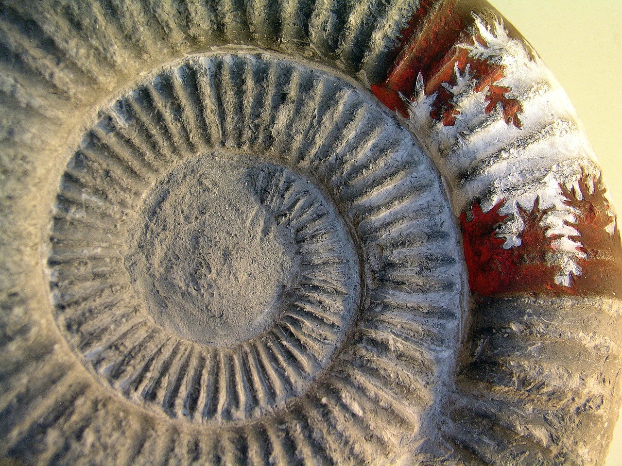 fossil ammonite stone free photo