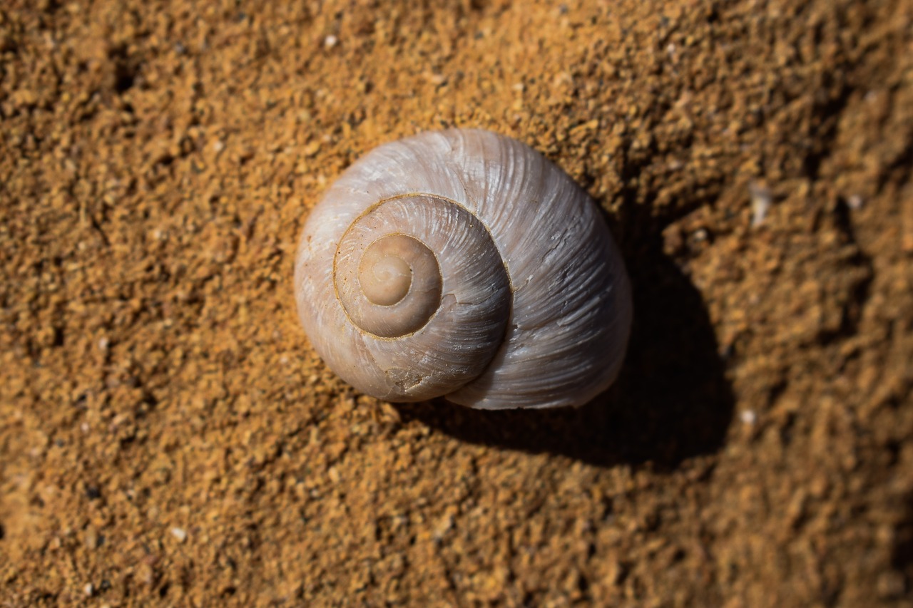fossil shell shellfish free photo