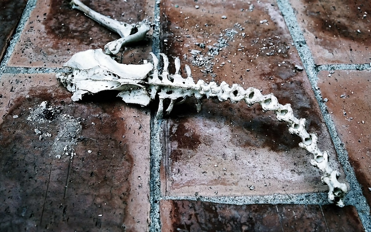 fossil death animals free photo