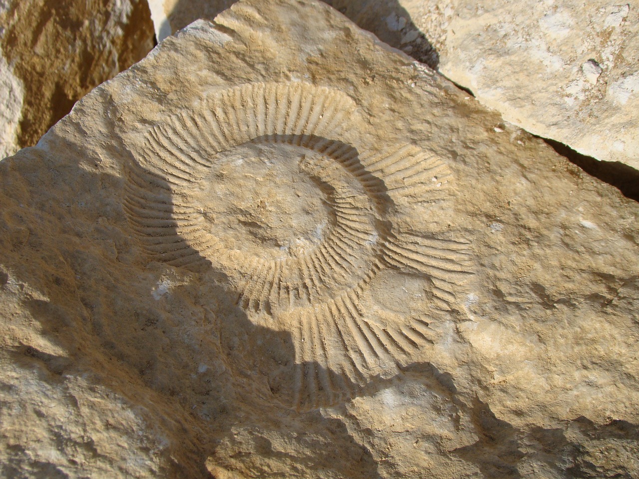 fossil ammonite rock free photo