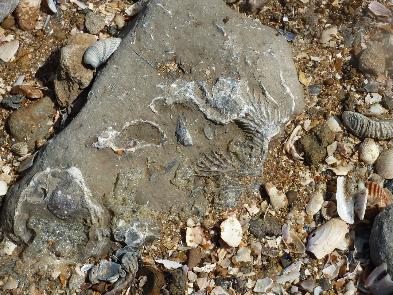 fossil beach geology free photo