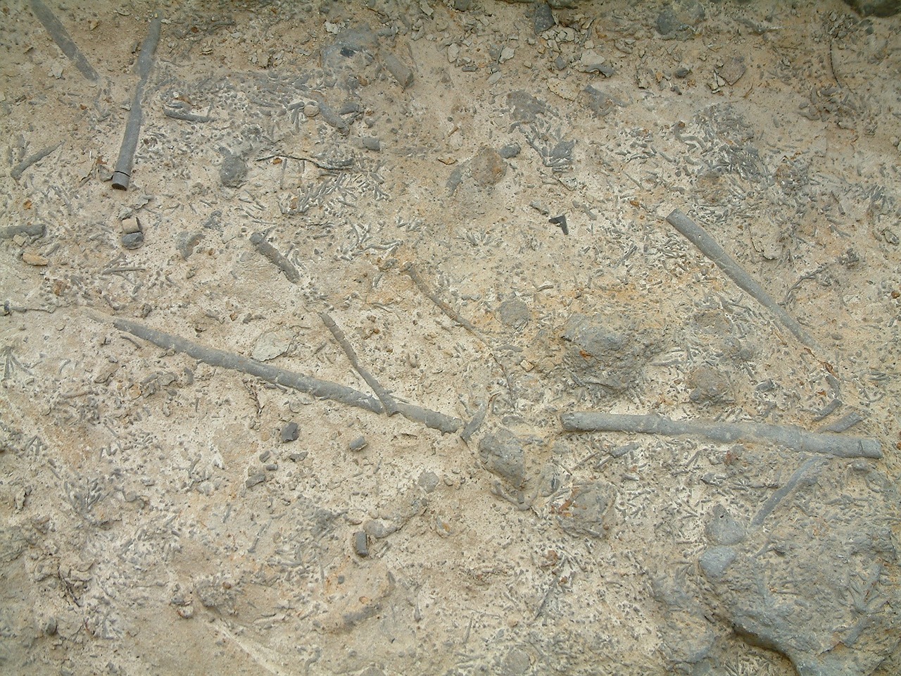 fossil rock stone free photo