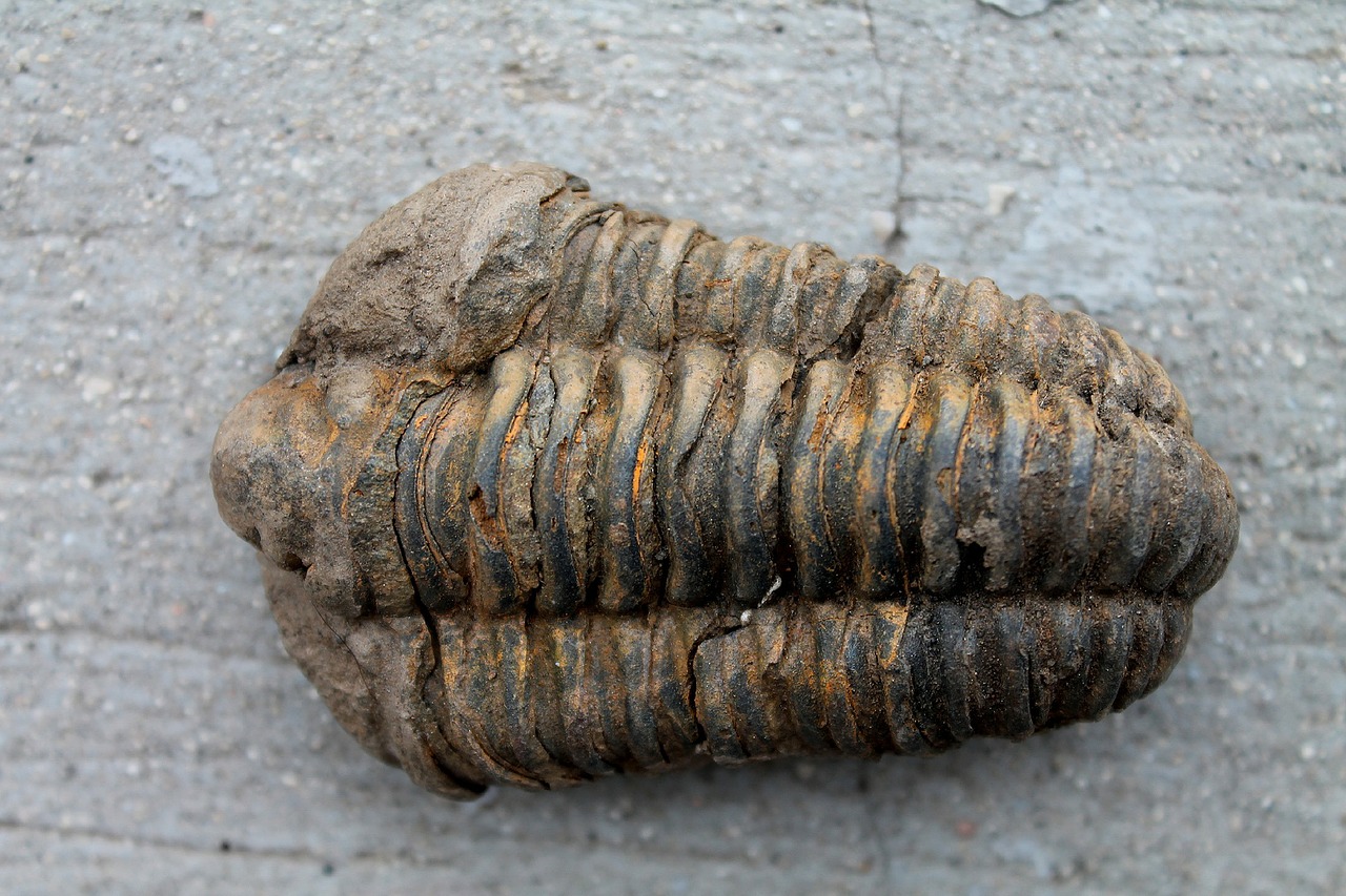fossil trilobite fossils free photo