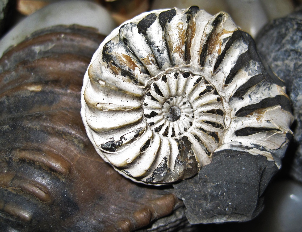 fossil nautilus fossil petrification free photo