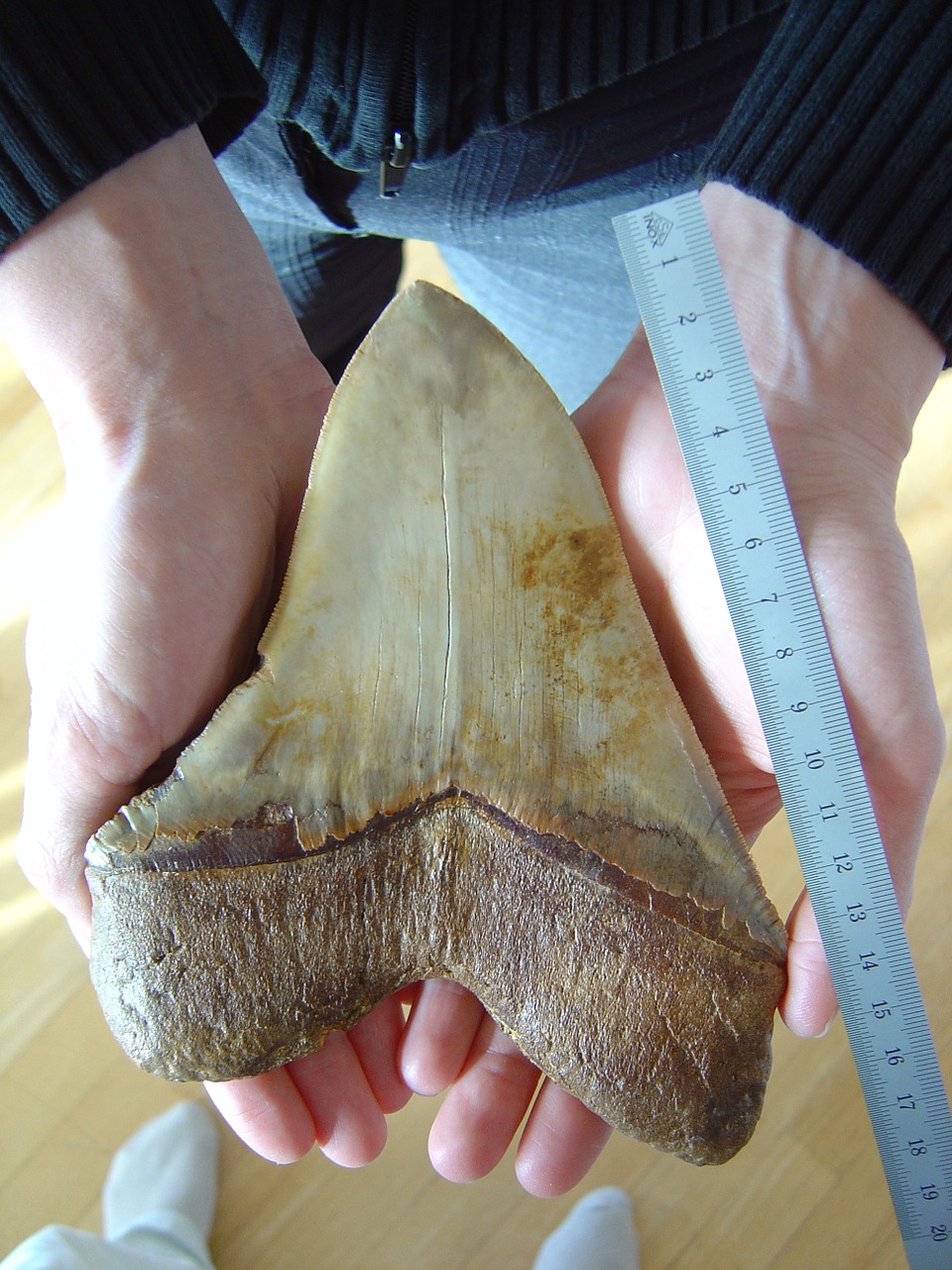 fossilized tooth megalodon giant shark free photo