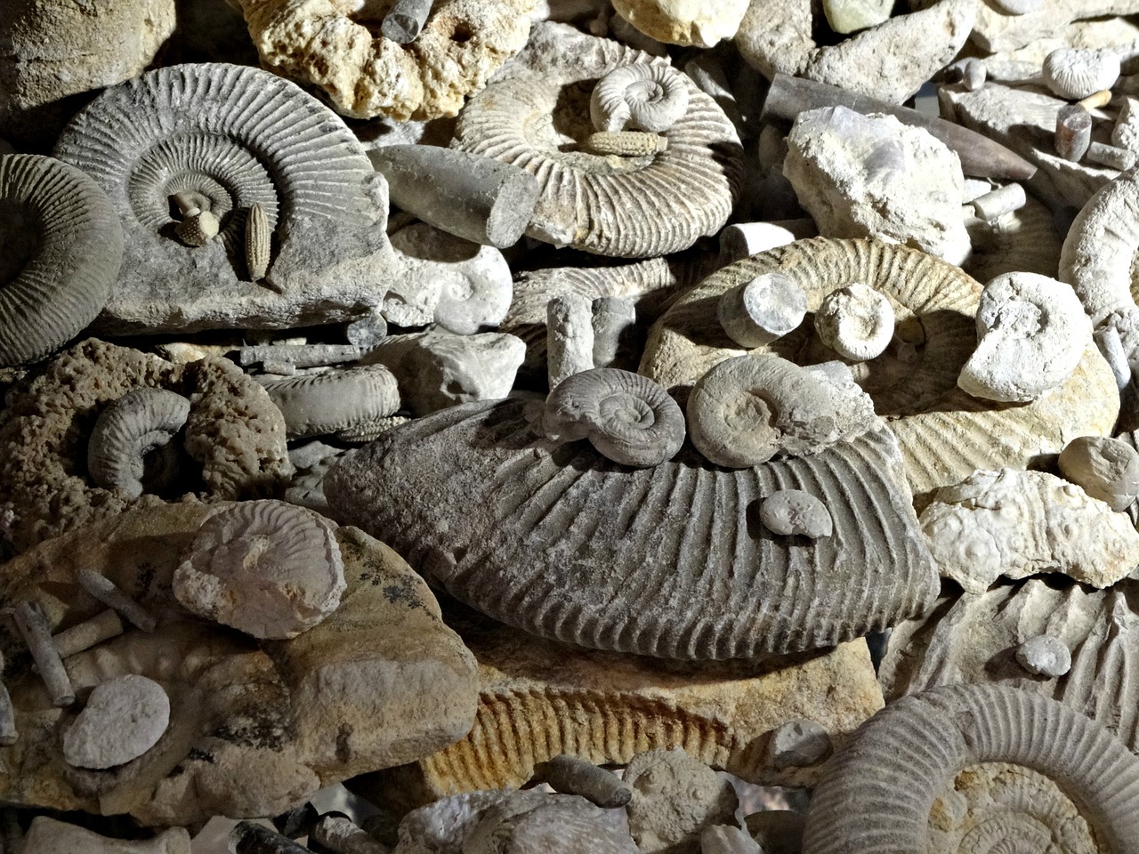 fossils prehistory ammonites free photo