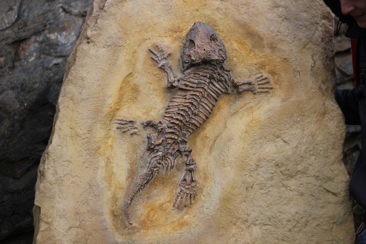 fossils bone lizard free photo