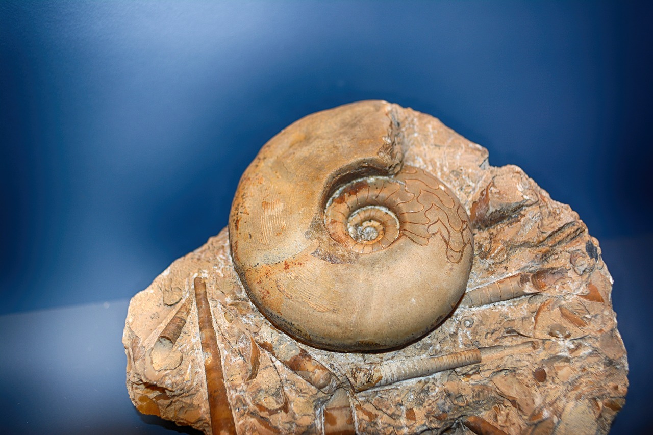 fossils  excavation  ammon's horns free photo