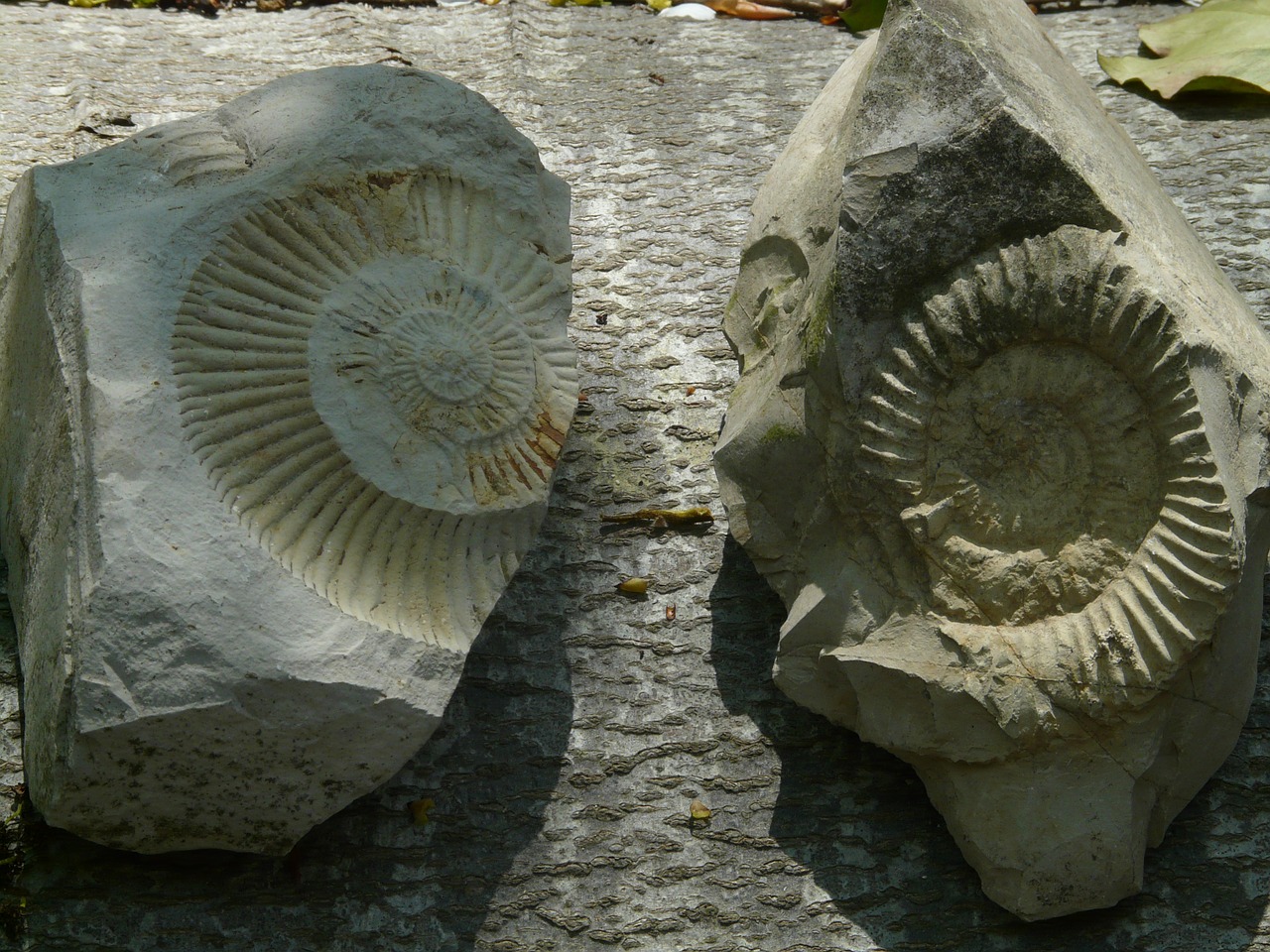 fossils ammonites stones free photo