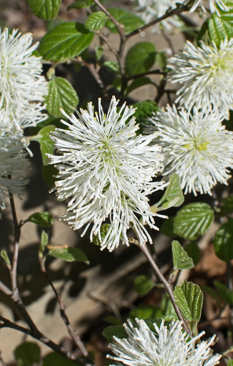 fothergilla  witch-alder  wildflower free photo