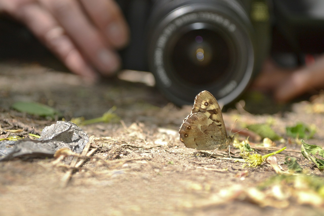 fotographer butterfly lens free photo