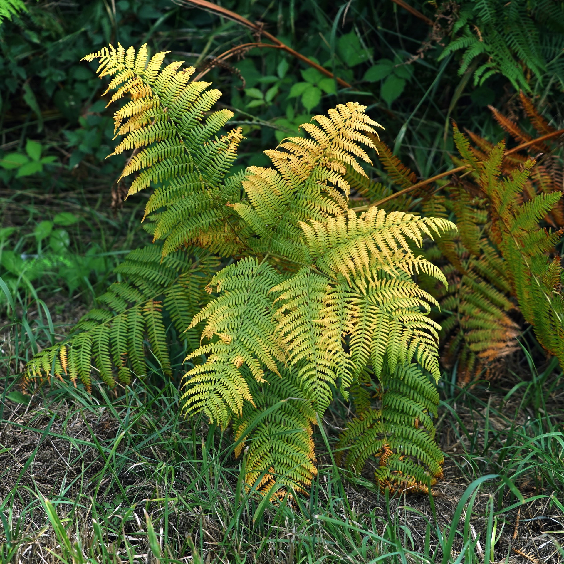 fern plant green free photo