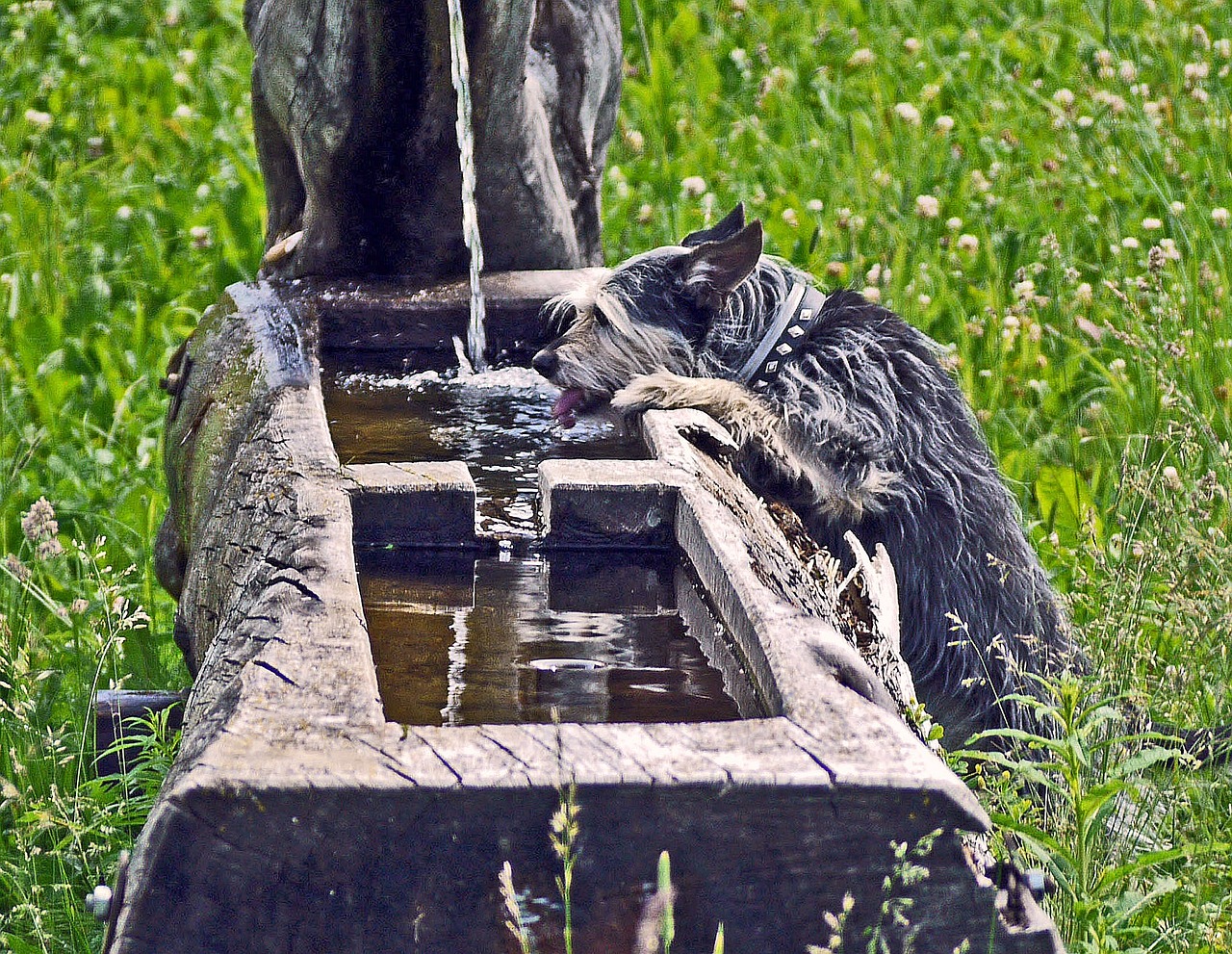 fountain thirst terrier free photo