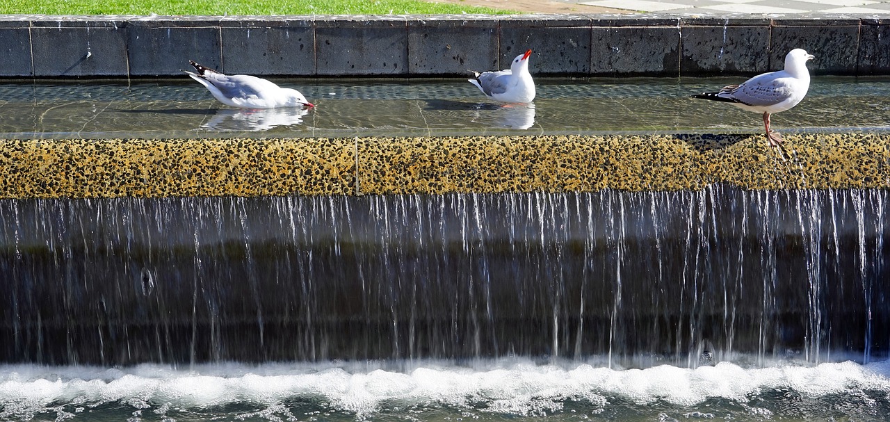 fountain gulls water free photo