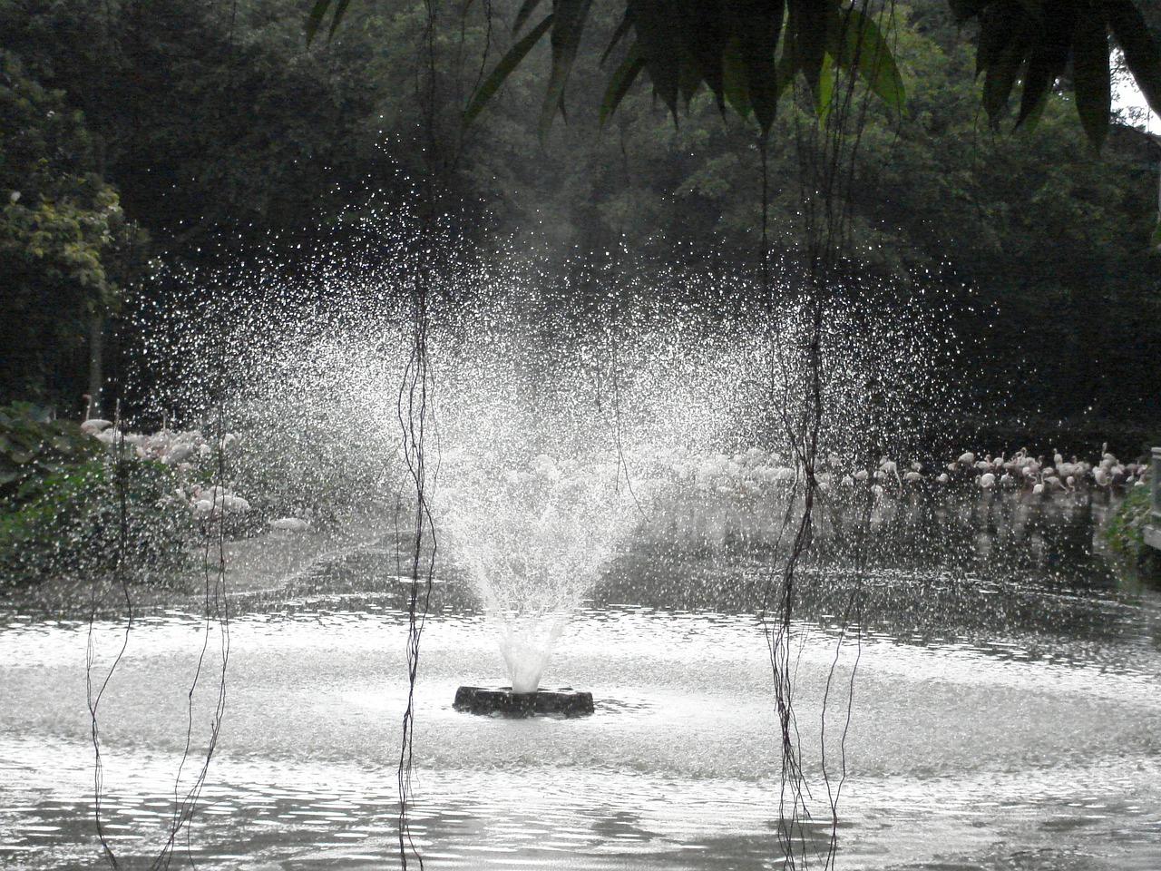 fountain spray aqua free photo