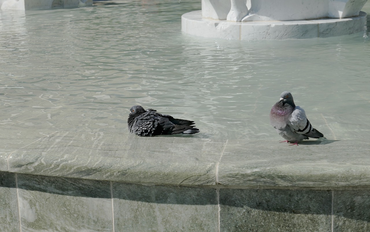 fountain water water feature free photo