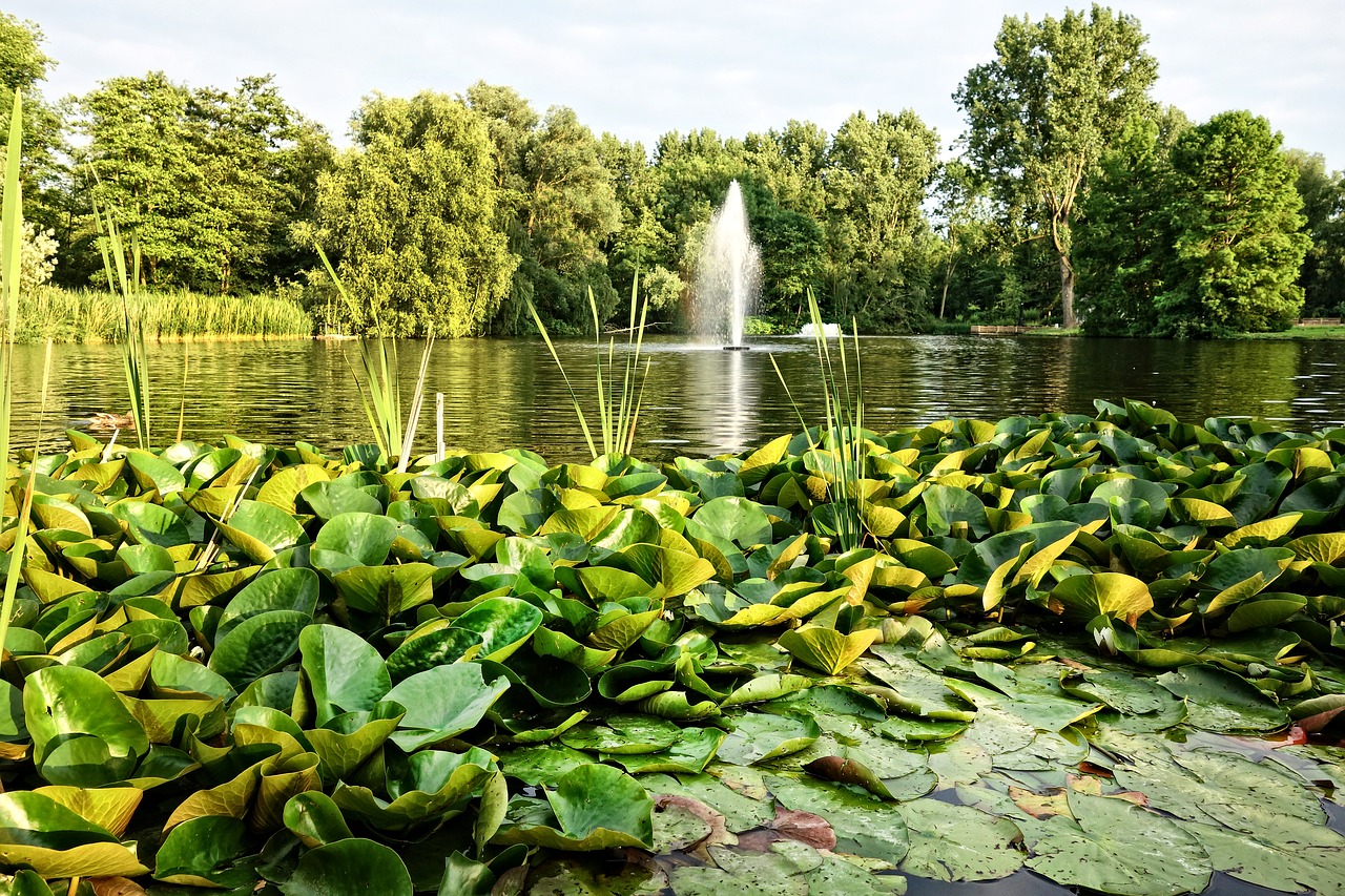 fountain pond waterlilies free photo