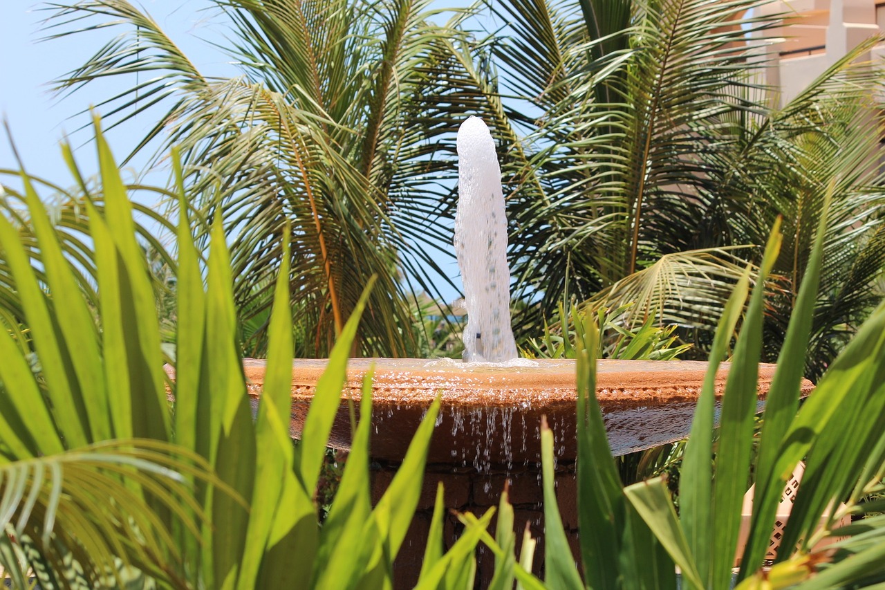 fountain palm trees cape verde free photo