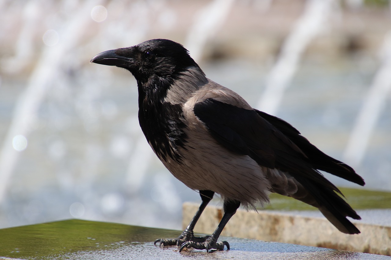 fountain  crow  water free photo