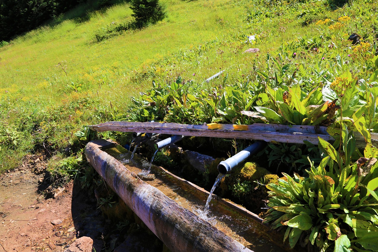 fountain  nature  water free photo