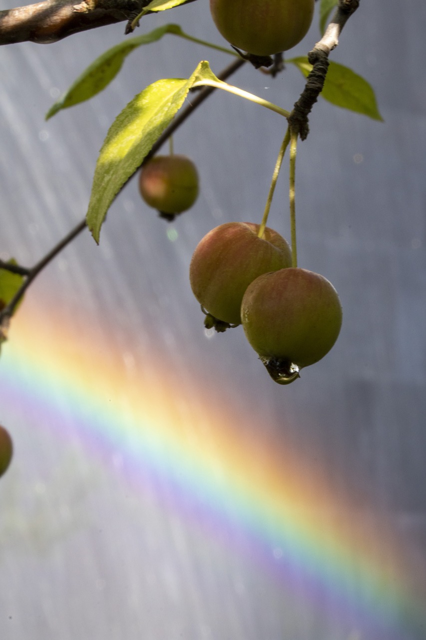 fountain  rainbow  water free photo