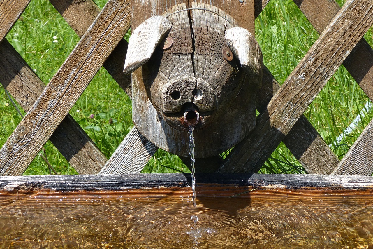 fountain pig's head water trough free photo