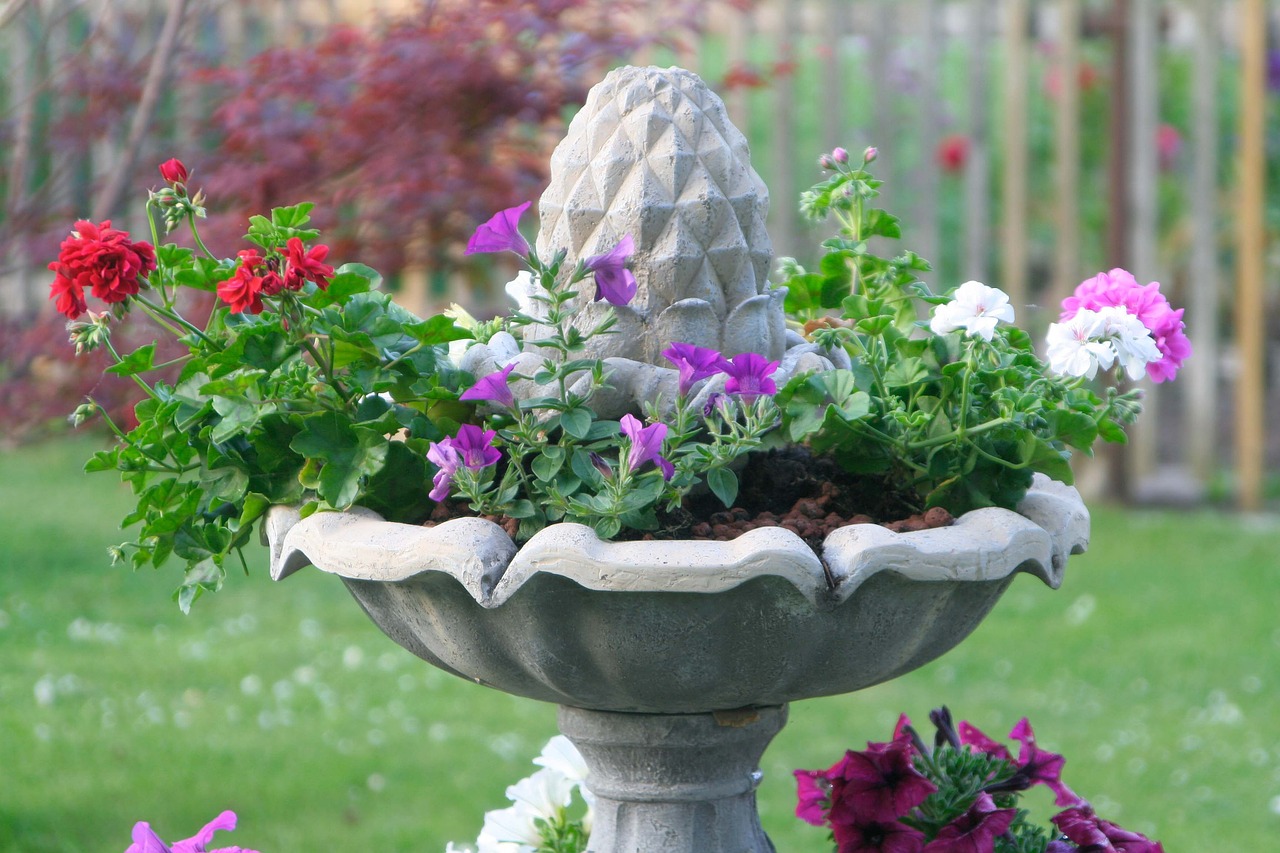 fountain plant petunia free photo