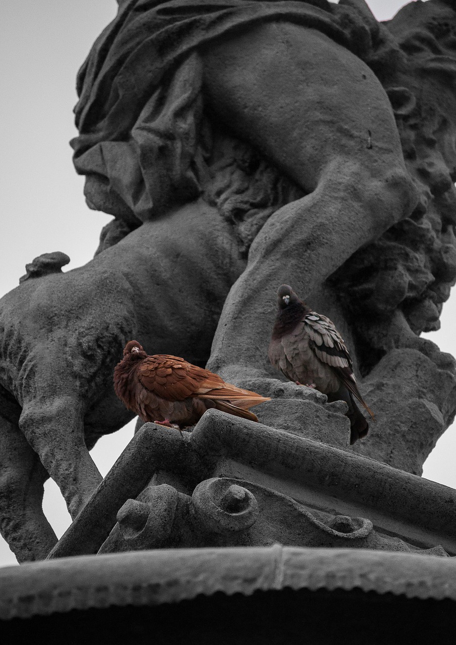 fountain pigeon black and white free photo