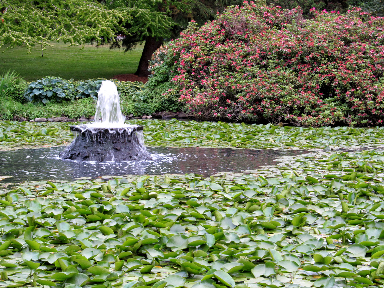 fountain park lilypad free photo