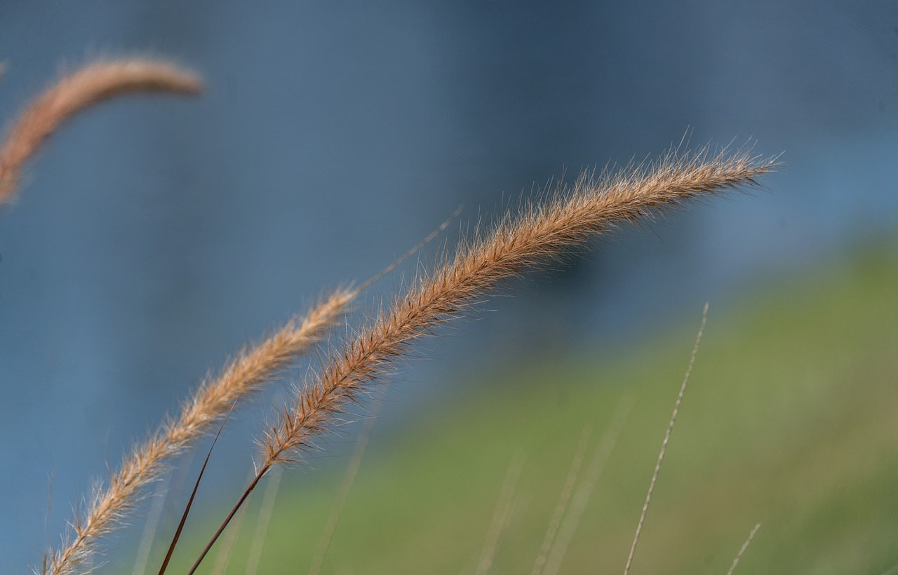 fountain grass  nature  close up free photo