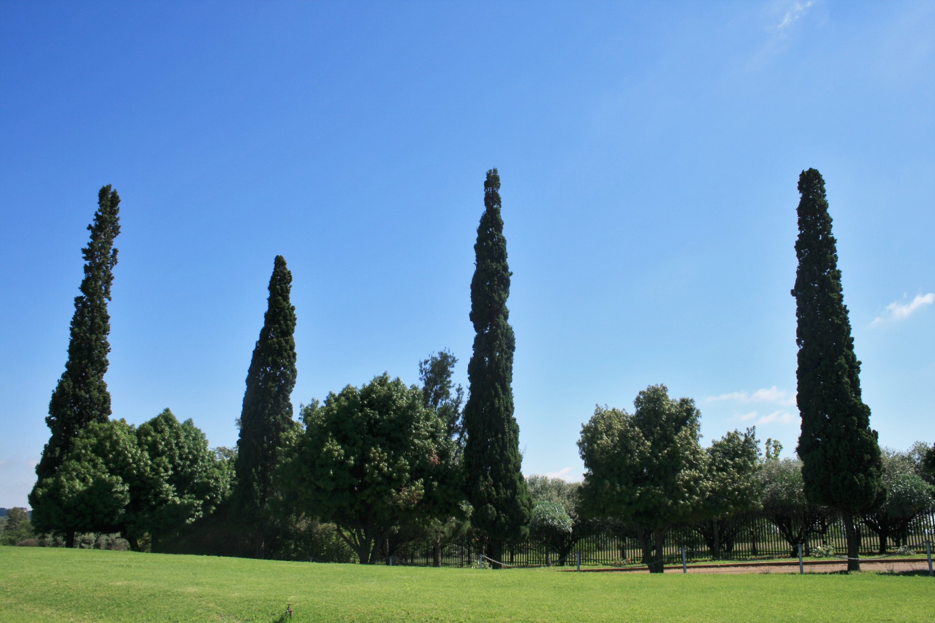 trees cypress tall free photo