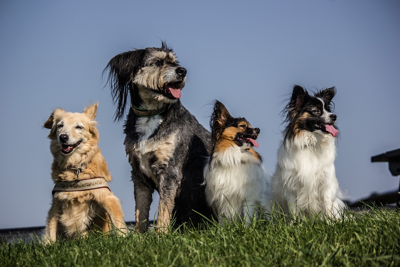 four dogs pack papillon free photo