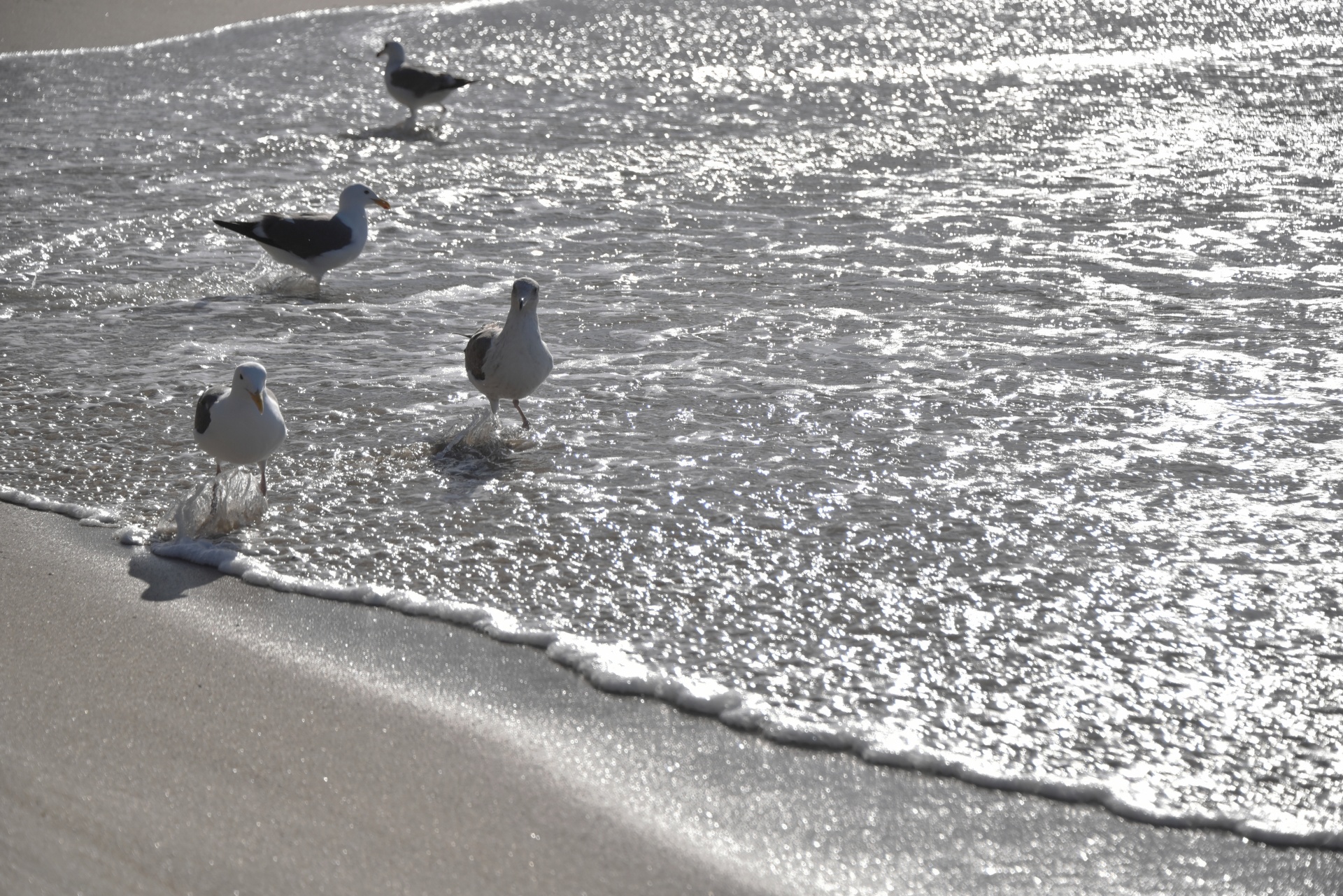 seagulls walking sea free photo