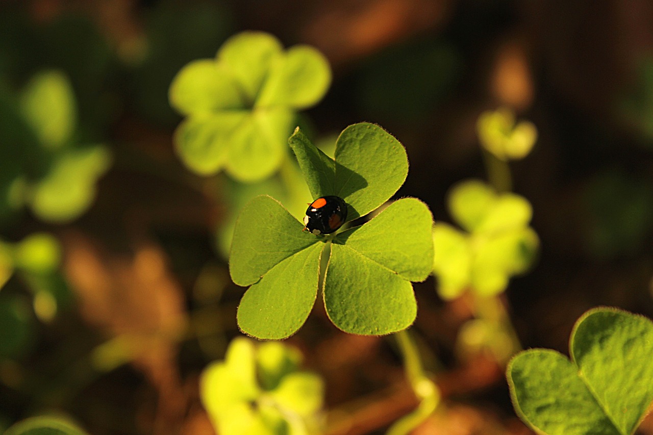 four-leaf clover ladybug green free photo