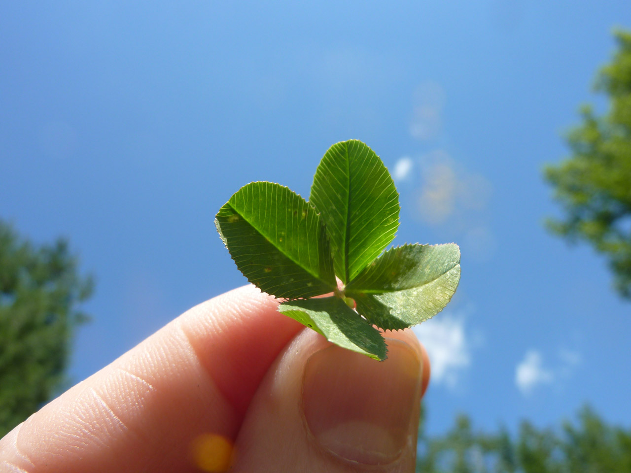 four-leaf clover blue free photo