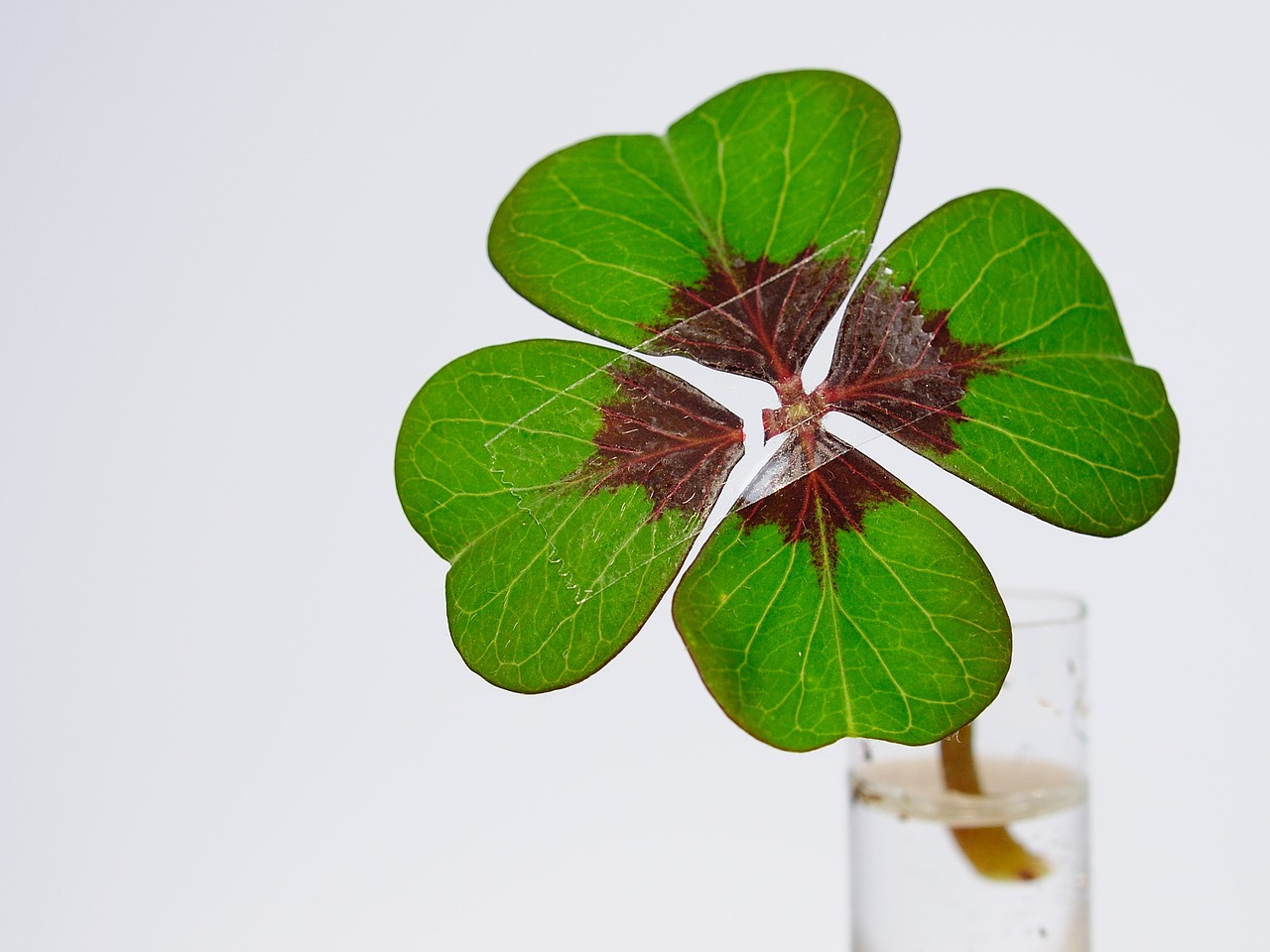 four leaf clover luck nachgeholfen free photo