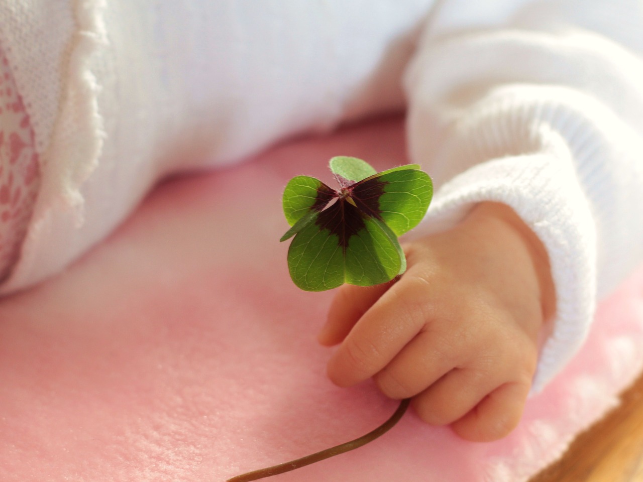 four leaf clover luck baby free photo