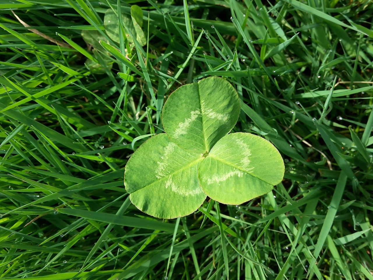 four leaf clover meadow blade of grass free photo