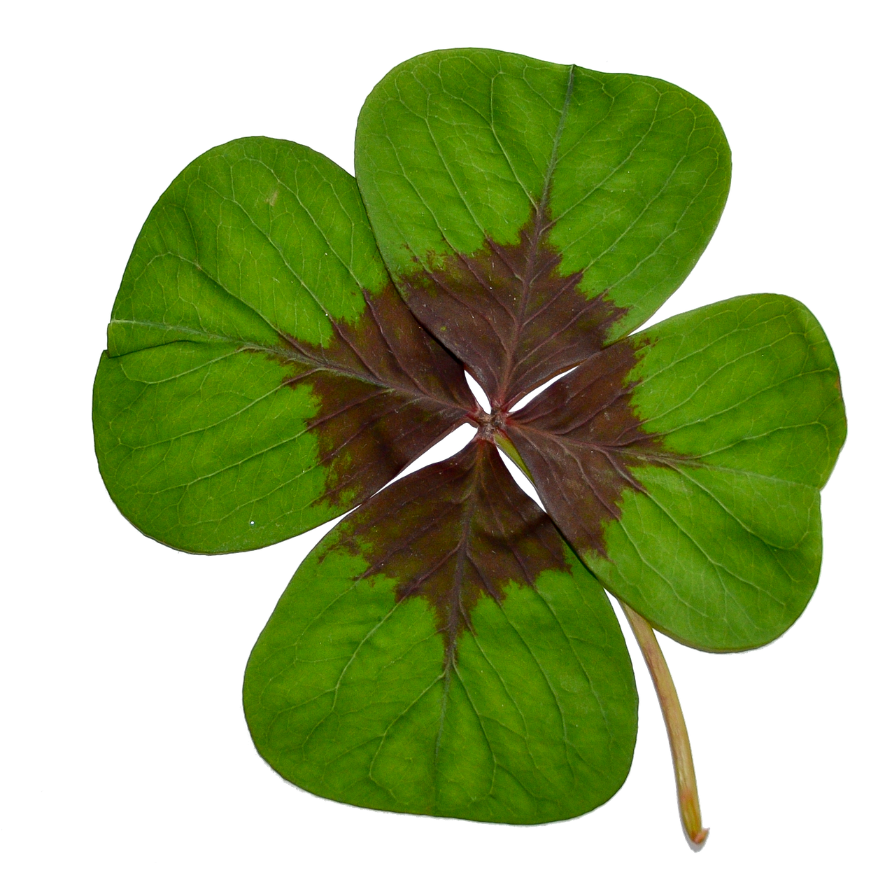 four-leaf clover luck green free photo