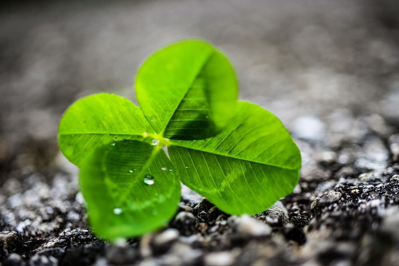 four leaf clover  nature  rain free photo