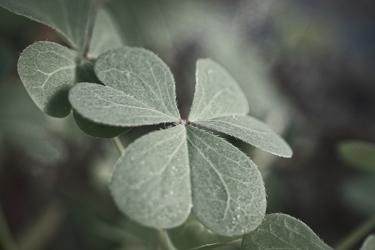 four leaf clover  klee  red clover free photo